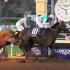 Arrogate Prevails in Classic Showdown with 'Chrome' on Breeders' Cup